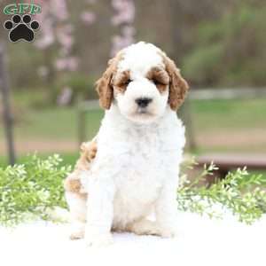 Chloe, Mini Goldendoodle Puppy